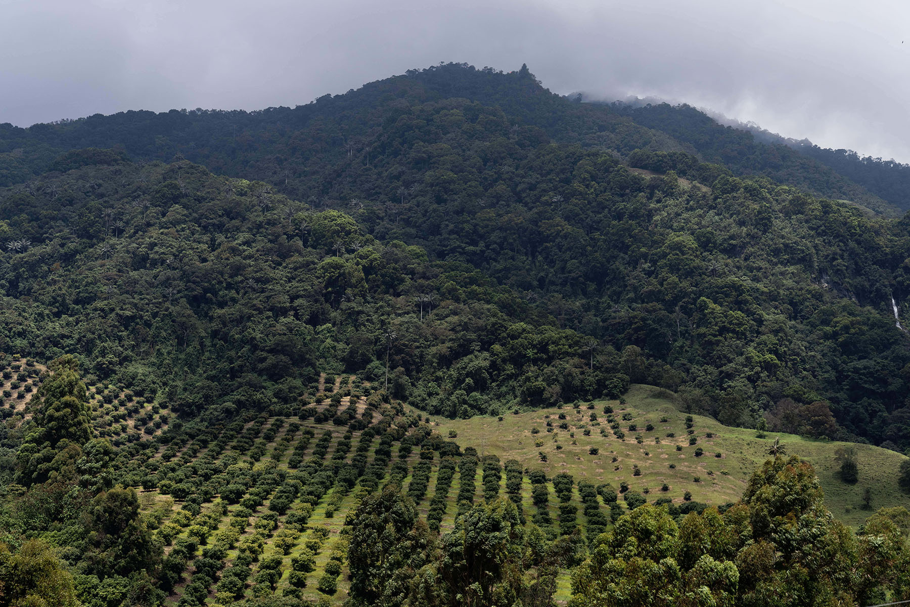 Avocado production in Colombia