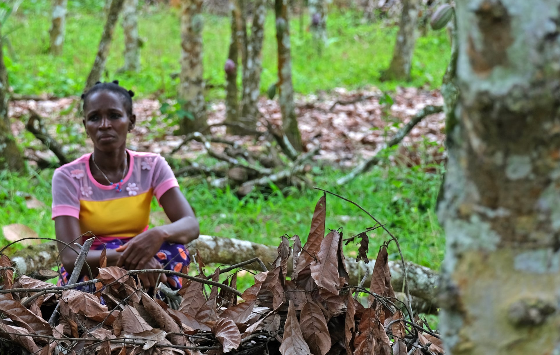 The unsustainable price of cocoa