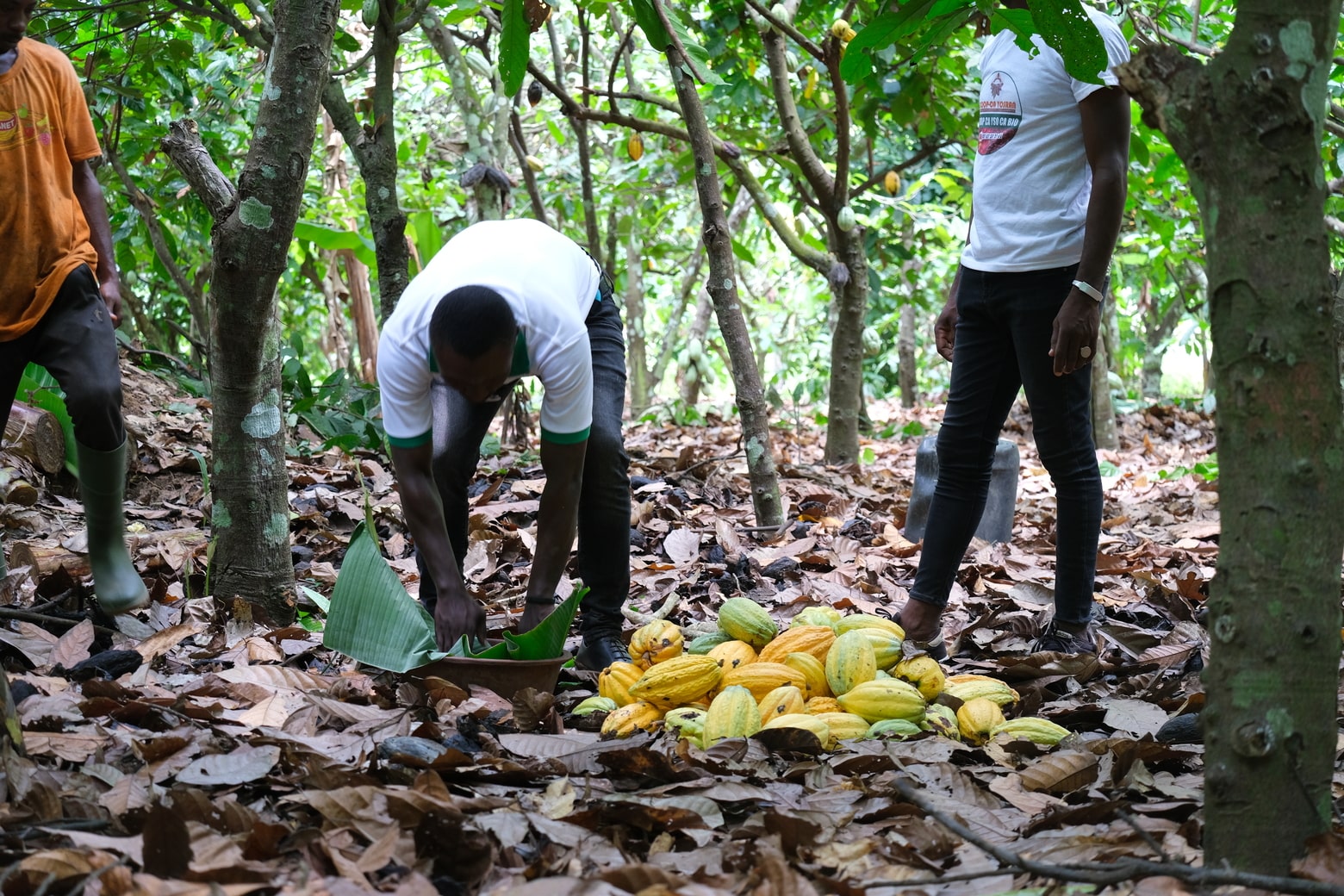 The unsustainable price of cocoa